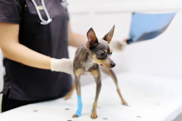 Médica Veterinária Fêmea Com Cão Olhando Para Raio Durante Exame — Fotografia de Stock