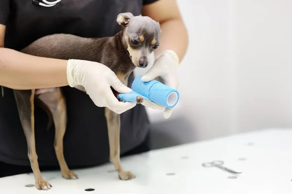 Tierärztin Während Der Untersuchung Der Tierklinik Kleiner Dog Terrier Mit — Stockfoto