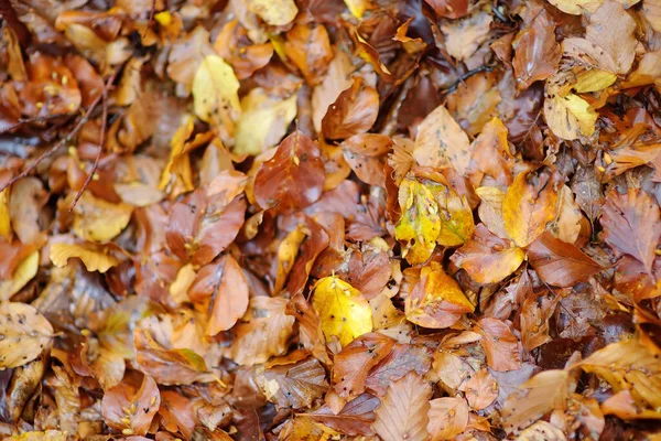 Herfst Gele Bladeren Achtergrond Zicht Droge Gouden Gevallen Bladeren Plat — Stockfoto