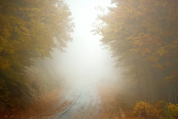 Karadağ 'ın Lovcen Ulusal Parkı' nın dağlarında, sisli bir sonbahar gününde manzaralı bir orman manzarası. Terk edilmiş bir yol etrafında turuncu ve sarı ağaçlar. Balkanlar 'ın güzel doğası. Orman sonbahar günü