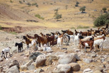 Goats on a pastures of Cyprus. Dairy farming. Bio organic healthy food production. Growing livestock is a traditional direction of farming. Animal farm. Husbandry.