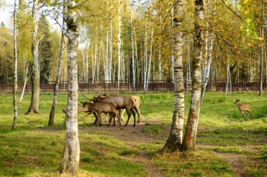 Vahşi geyikler, çiftlik hayvanlarının çiftliğinde ya da güneşli bir sonbahar gününde hayvanat bahçesinde geniş bir çevrede yaşarlar. Doğada nesli tükenmekte olan hayvan türlerinin sayısının geri kazanılması.