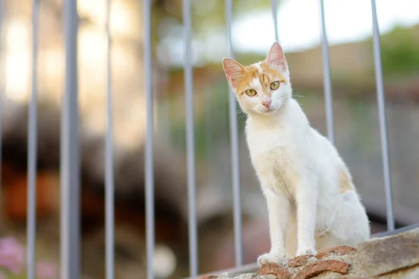 Stock image Wild cats on the streets of the medieval Phicardou (Fikardou) village, Cyprus. This beautiful village declared Ancient Monument. Cats are one of the attractions of Cyprus. Homeless animals.