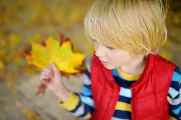 Маленький Мальчик Веселится Время Прогулки Лесу Солнечный Осенний День Ребенок — стоковое фото