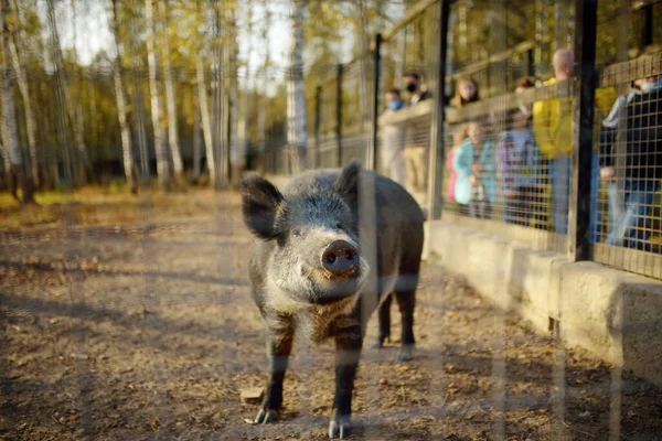 Wild boar is in an aviary on a livestock farm or in a zoo on a sunny autumn day. Families with children visit the zoo to observe wild animals. Treatment and restoration of animal population in nature.