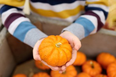 Sonbaharda tarım çiftliğinde organik balkabağı seçen sevimli küçük çocuk. Kabak Geleneksel sebze Amerikan tatillerinde kullanılan - Cadılar Bayramı ve Şükran Günü.
