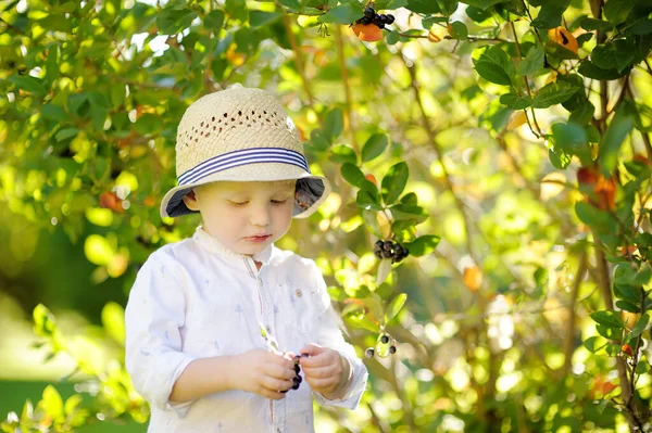 Roztomilý Stylový Batole Kluk Sbírá Chokeberry Domácí Zahradě Slunečného Dne — Stock fotografie