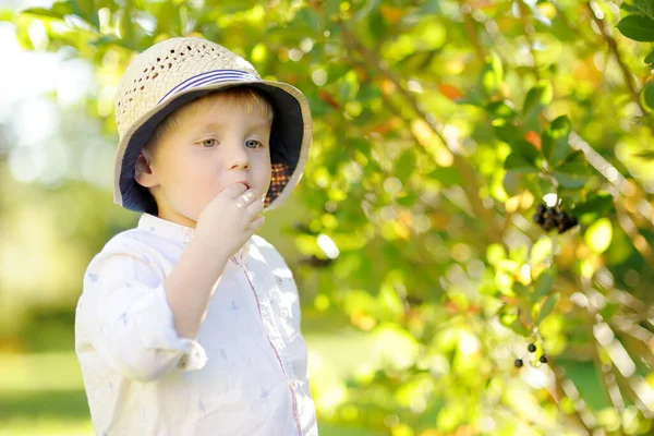晴れた日に家庭菜園でチョークベリーを選ぶかわいいスタイリッシュなトッドラーの少年 夏の子供たちのためのアウトドアアクティビティと楽しい ママのヘルパー — ストック写真