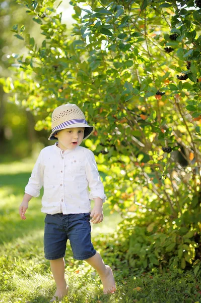 Забавно Маленький Хлопчик Ходить Грає Сонячному Саду Або Подвір Малюк — стокове фото
