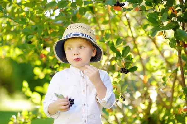 Cute Stylowy Chłopiec Maluch Zbieranie Borówki Ogrodzie Słoneczny Dzień Atrakcje — Zdjęcie stockowe