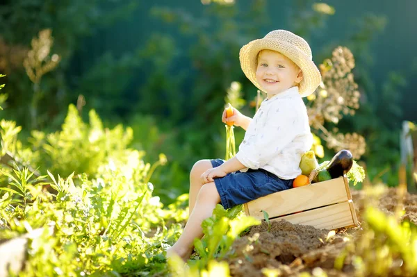 可爱的小男孩戴着草帽 坐在木板箱上吃着有机胡萝卜和新鲜蔬菜 在后院种植有机食品 — 图库照片