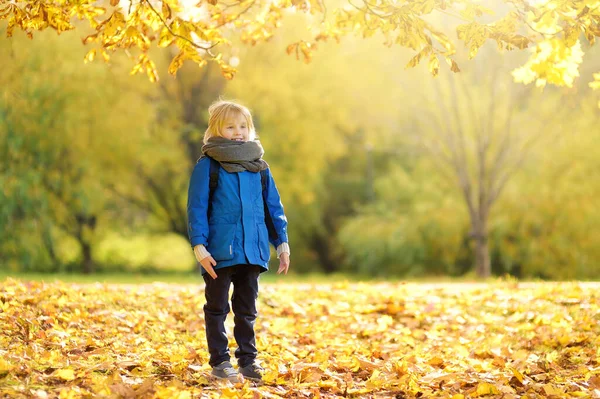 日当たりの良い秋の森で散歩中に楽しんでいる小さな少年 メープルを弾く子供は去っていく 自然界でのアクティブな家族の時間 秋に小さい子供たちと一緒にハイキング 錆びる — ストック写真