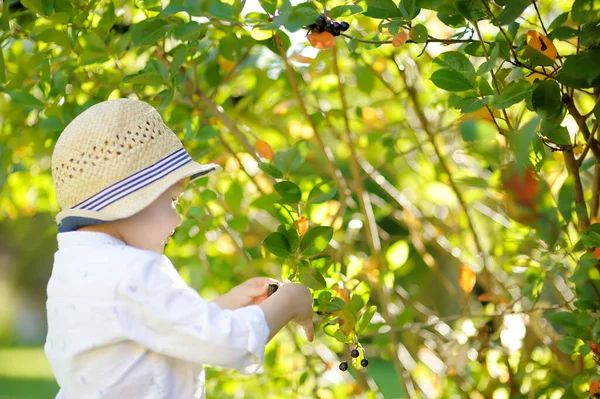 Carino Ragazzo Bambino Elegante Raccogliendo Chokeberry Nel Giardino Domestico Nella — Foto Stock