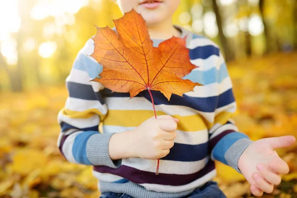 Szczęśliwy Chłopczyk Podczas Spaceru Lesie Słoneczny Jesienny Dzień Aktywny Czas — Zdjęcie stockowe