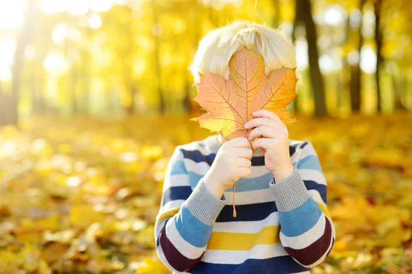 日当たりの良い秋の森で散歩中に楽しんでいる小さな少年 メープルを弾く子供は去っていく 自然界でのアクティブな家族の時間 小さな子供たちと一緒にハイキング 乾燥した葉錆 — ストック写真