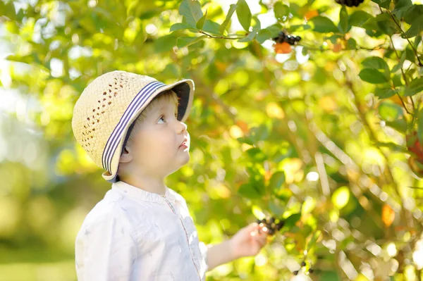 Netter Stylischer Kleinkind Junge Pflückt Sonnigen Tagen Heimischen Garten Apfelbeeren — Stockfoto