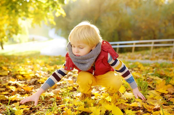 秋天阳光灿烂的日子 小男孩在公园里散步时很开心 孩子们收集和玩枫叶 家庭在大自然中的活跃时间 带着小孩远足 — 图库照片