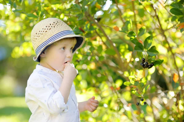 Netter Stylischer Kleinkind Junge Pflückt Sonnigen Tagen Heimischen Garten Apfelbeeren — Stockfoto