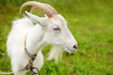 Güneşli bir yaz gününde çayırda evcil keçi. Beyaz keçi portresi yakın plan. Çiftlik hayvanı yetiştirmek geleneksel bir tarım yoludur. Hayvancılık.