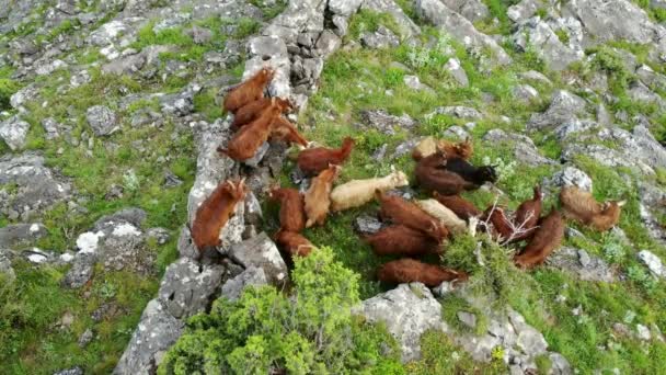 一群小山羊和小钱在风景如画的山坡上吃草 奶牛场生产生物有机健康食品 畜牧业是传统的农业领域 — 图库视频影像