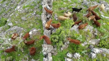 Küçük bir keçi ve geyik sürüsü resimli dağ yamaçlarında otluyor. Süt yetiştiriciliği. Biyolojik organik sağlıklı gıda ürünleri üretimi. Hayvancılık geleneksel bir tarım alanıdır..