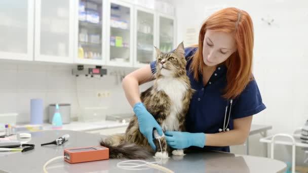 兽医测量一只猫的血压 兽医医生在兽医诊所对一只缅因州猫进行检查 宠物健康 动物护理 兽医所的宠物测试及防疫注射 — 图库视频影像