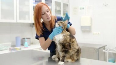 Veteriner, veteriner kliniğinde bir Maine Rakunu cinsinin kedisini muayene ediyor. Evcil hayvan sağlığına. Dikkat et hayvan. Hayvan bakımı, testler ve veteriner ofisinde aşı..