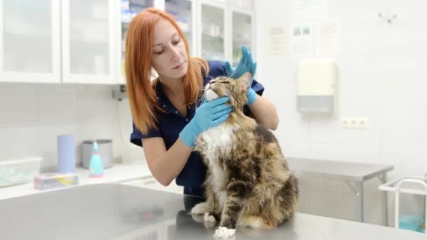 Veterinární Lékař Vyšetřuje Kočku Plemene Maine Mýval Veterinární Klinice Zdraví — Stock video