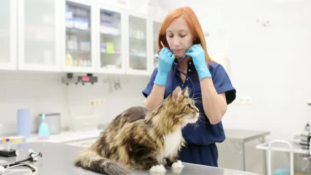 獣医師の介護は 獣医クリニックでの検査中に歯科鏡を使用してメイン コノン猫の肺をチェックします ペットの健康 獣医事務所でのペット検査 ワクチン接種 — ストック動画