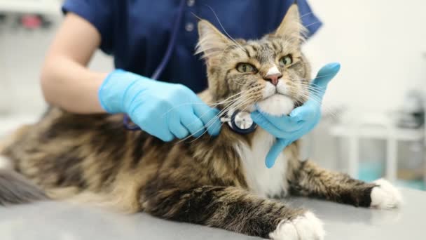 獣医師の介護は 獣医クリニックでの検査中に歯科鏡を使用してメイン コノン猫の肺をチェックします ペットの健康 獣医事務所でのペット検査 ワクチン接種 — ストック動画