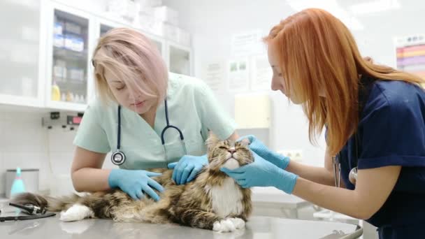 Two Professional Veterinarians Examining Maine Coon Cat Veterinary Clinic Pet — Stock Video