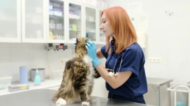 Veteriner, veteriner kliniğinde bir Maine Rakunu cinsinin kedisini muayene ediyor. Evcil hayvan sağlığına. Dikkat et hayvan. Hayvan bakımı, testler ve veteriner ofisinde aşı..