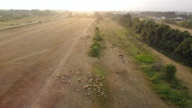 Çobanlı koç ve koyun sürüsünün günbatımı drone görüntüsü. Uçsuz bucaksız otlakların uçsuz bucaksız manzarası. Doğada otlayan bir koyun sürüsü. Biyolojik organik sağlıklı gıda ürünleri üretimi.