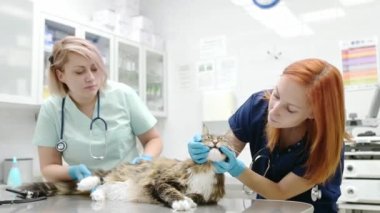 Veteriner kliniğinde Maine Rakun 'un kedisini inceleyen iki profesyonel veteriner. Veteriner ofisinde hayvan muayenesi ve aşı. Doktorlar, kabarık bir kedide pire ve kene olup olmadığını kontrol ediyor.