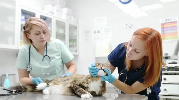 Dois Veterinários Profissionais Examinando Gato Maine Coon Uma Clínica Veterinária — Vídeo de Stock
