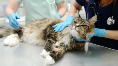 Veteriner kliniğinde Maine Rakun 'un kedisini inceleyen iki profesyonel veteriner. Veteriner ofisinde hayvan muayenesi ve aşı. Doktorlar, kabarık bir kedide pire ve kene olup olmadığını kontrol ediyor.