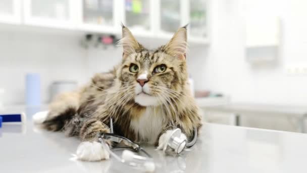 Porträt Der Süßen Maine Coon Katze Mit Einem Stethoskop Bild — Stockvideo
