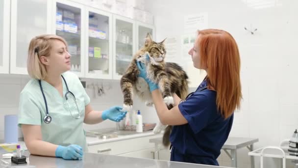 Zwei Professionelle Tierärzte Untersuchen Eine Maine Coon Katze Einer Tierklinik — Stockvideo
