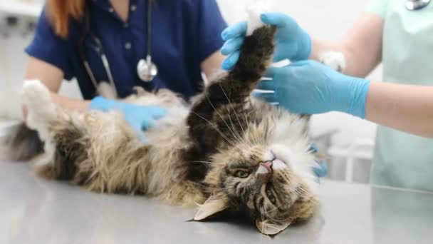 Veteriner Kliniğine Gitmeden Önce Maine Coon Kedisi Besleyen Iki Profesyonel — Stok video
