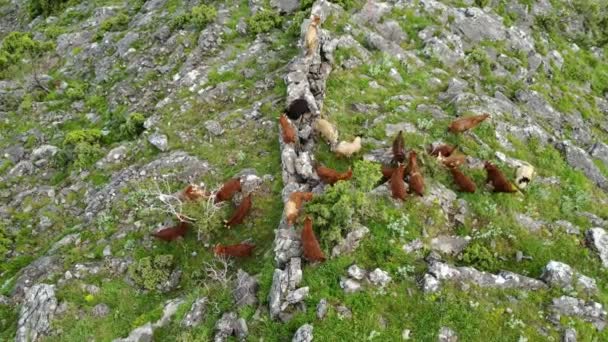 Eine Kleine Herde Ziegen Und Böcke Grast Den Malerischen Berghängen — Stockvideo