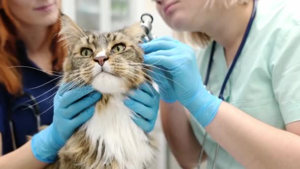 Δύο Επαγγελματίες Κτηνίατροι Ελέγχουν Αυτιά Της Γάτας Μέιν Ρακούν Ωτοσκόπιο — Αρχείο Βίντεο