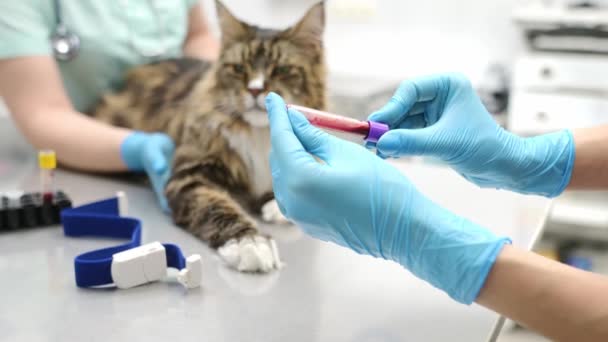 Двоє Професійних Ветеринарів Здають Аналіз Крові Кота Мен Куна Ветеринарній — стокове відео