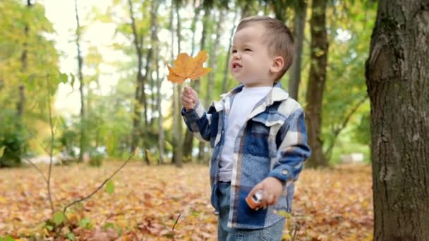 Zavřít Portrét Šťastného Chlapečka Během Procházky Lese Slunečného Podzimního Dne — Stock video