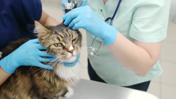 Δύο Επαγγελματίες Κτηνίατροι Ελέγχουν Αυτιά Της Γάτας Μέιν Ρακούν Ωτοσκόπιο — Αρχείο Βίντεο