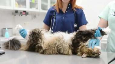 Veteriner kliniğine gitmeden önce Maine Coon kedisi besleyen iki profesyonel veteriner. Veteriner ofisinde hayvan muayenesi ve aşı. Hastanede hayvanlara karşı nezaket ve insancıl muamele. Yavaşla