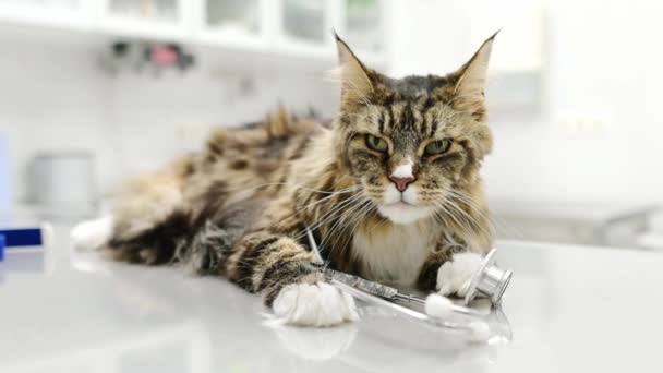 Retrato Gato Bonito Maine Coon Com Estetoscópio Imagem Veterinário Durante — Vídeo de Stock