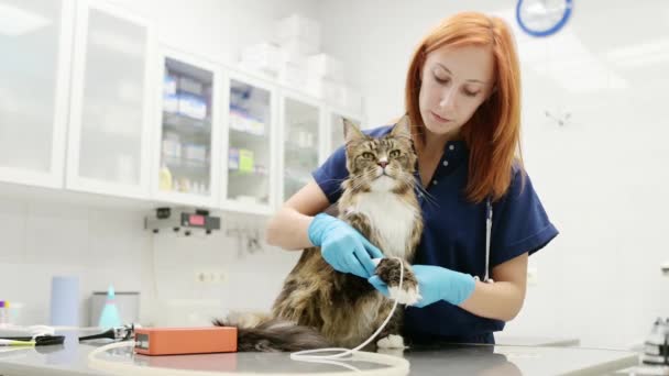 獣医師は獣医クリニックでメイン クーン品種の猫を調べます ベット医師はペットの圧力を測定する ヘルスケア動物 獣医事務所でのペット検査 ワクチン接種 — ストック動画