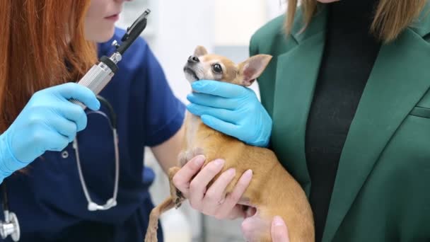 Állatorvos Ellenőrzi Látását Egy Kis Kutya Fajta Chihuahua Egy Állatorvosi — Stock videók