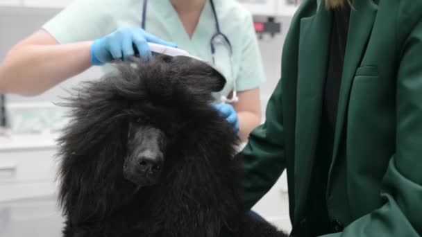 獣医師は 任命中に大きな王室の犬の皮膚の下にスキャナー装置を使用してマイクロチップインプラントをチェックします 失われたペットは 飼い主を見つけるために獣医病院に運ばれた — ストック動画