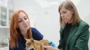 Veteriner doktor bir veteriner kliniğinde Chihuahua cinsinden küçük bir köpeği inceliyor. Hayvan kontrolü, testler ve veteriner ofisinde aşı. Sahibi muayene için evcil hayvanını doktora getirmiş.